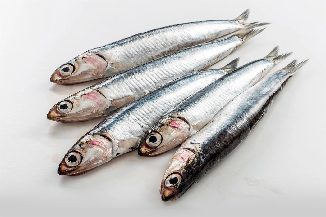 Devon Baits Anchovy
